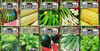 Set of 25 Premium Vegetable & Herb Seeds - 25 Deluxe Variety Premium Vegetable & Herb Garden 100% Non-GMO Heirloom