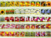Set of 200 Assorted Flower Seed Packets! Flower Seeds in Bulk - 20+ Varieties Available! - 2023 Stock