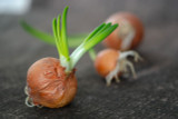 How To Successfully Grow Onions From Seeds 