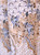 White Beige Floral Wide Leg Pants Ethnic Palazzo Pants Stretchy Pleated Pants