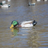 HIGDON Battleship Swimmer Pro Mallard Drake Decoy (54083)