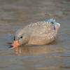 HIGDON Battleship Swimmer Pro Mallard Hen Decoy (54084)