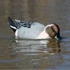 HIGDON Battleship Swimmer Pro Pintail Decoy (54583)