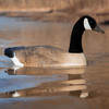HIGDON Battleship Swimmer Pro Canada Goose Decoy (54784)