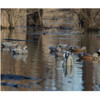 AVERY 6 Pack of Pro-Grade Gadwall Decoys (73145)