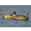 AVERY 6 Pack of Over-Size Pintail Decoys (73032)