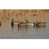 AVERY 12 Pack of Pro-Grade Mallard With Flocked Heads Harvester Decoys (73120)