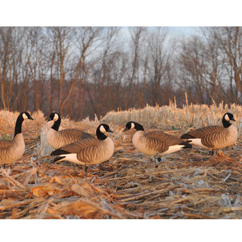 AVERY 12 Pack of Lesser Canada Harvester Decoys (72323)