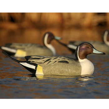 AVERY 6 Pack of Over-Size Pintail Decoys (73032)
