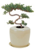 Beige Plant System Cremation Urn For Flowers Or Plants