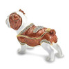 Bejeweled English Bulldog Keepsake Box