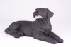 Black Labrador Retriever Hollow Figurine Dog Urn - 2753