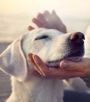 Pets