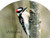 Downy Woodpecker Slider
