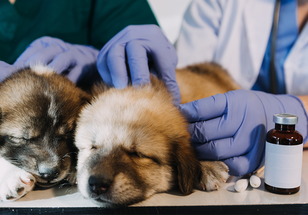 Antiparasitarios veterinarios