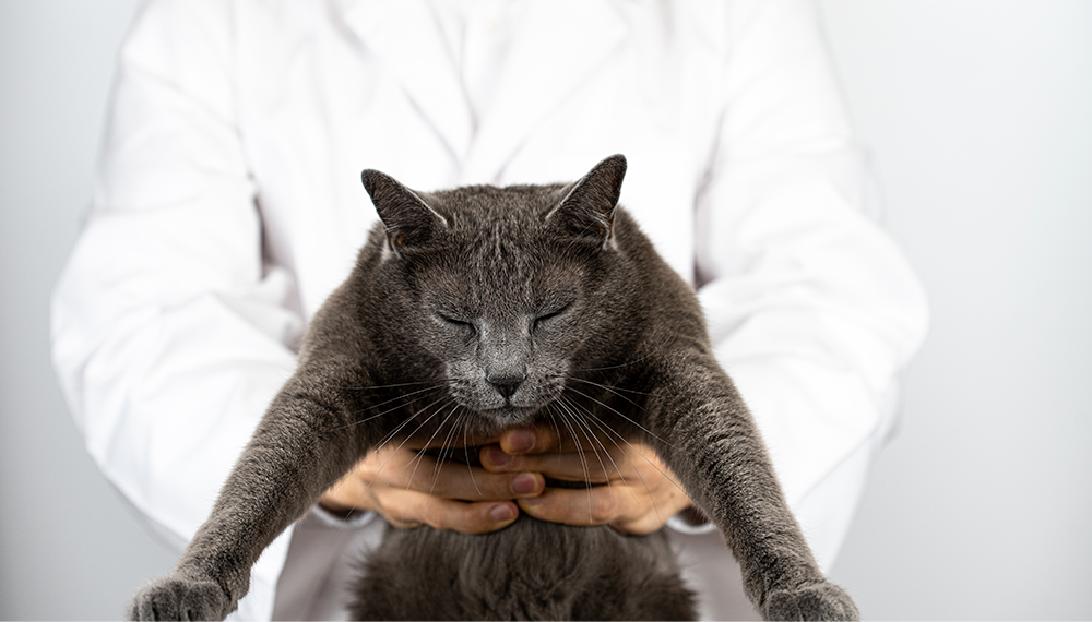 VETERINARIA HOME.