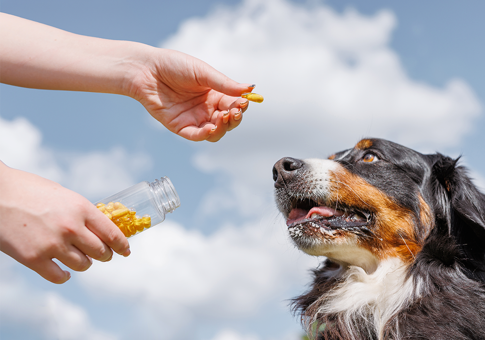 Vitaminas y suplementos veterinarios
