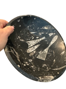 Ammonites and Orthoceras Fossil Round Bowl | 10" | NWT Ammonites and Orthoceras Fossil Round Bowl | 10" | NWT