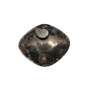 Ammonites and Orthoceras Fossil Ellipse Shape Dish | NWT Ammonites and Orthoceras Fossil Ellipse Shape Dish | NWT