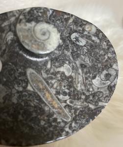 Ammonoids & Orthoceras Fossil Oval Dish | NWT