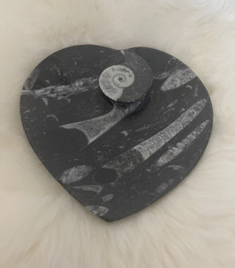 Ammonites and Orthoceras Fossil Heart Shape Dish | NWT Ammonites and Orthoceras Fossil Heart Shape Dish | NWT