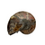 Ammonites Fossil Shells | Whole | Cut in Half and Polished | Made in Madagascar