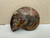Ammonites Fossil Shells | Whole | Cut in Half and Polished | Made in Madagascar