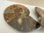 Ammonites Fossil Shells | Whole | Cut in Half and Polished | Made in Madagascar