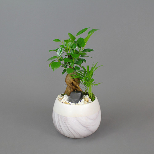 Bonsai Planter Marbled