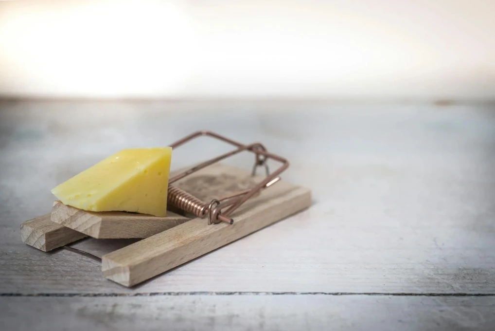 Are Mouse Traps Effective & What Are the Different Types of Mouse Traps?