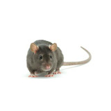 Rodents