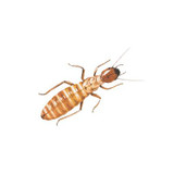 Termites