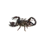 Scorpions