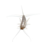 Silverfish