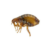 Fleas