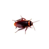 Roaches
