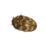 Carpet Beetles