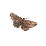 Pantry Pests