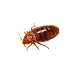 Bed Bugs