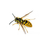 Wasps / Hornets / Yellow Jackets