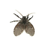 Fruit Flies