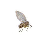 Drain Flies