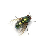 Flies