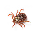 Ticks