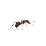 Ants