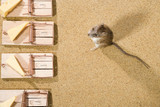 Do Mouse Traps Work?