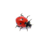 Ladybugs
