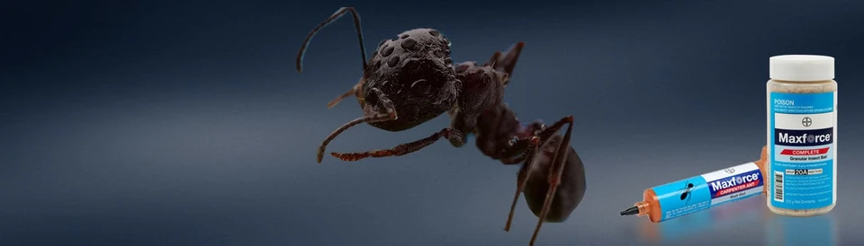 Make Ants Sweat