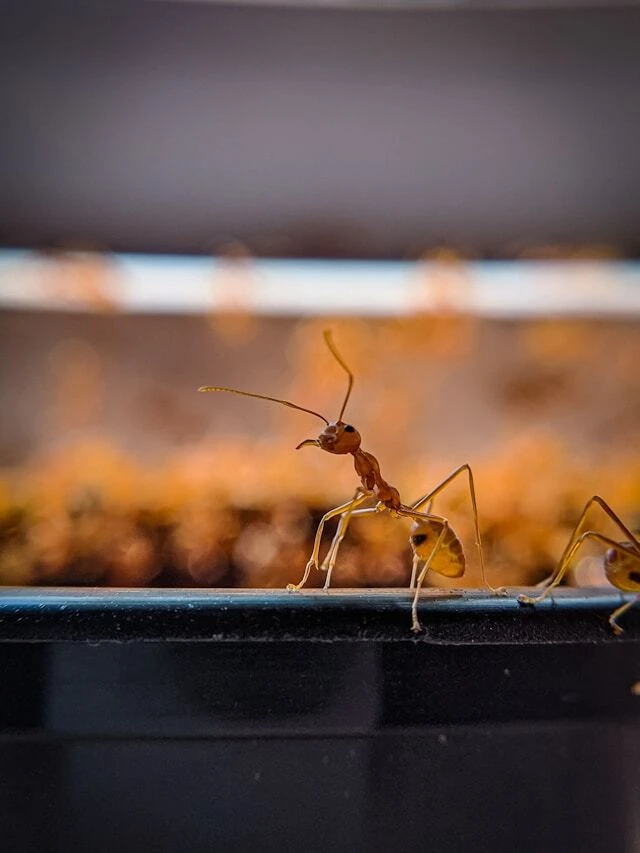 ant on a black metal bar