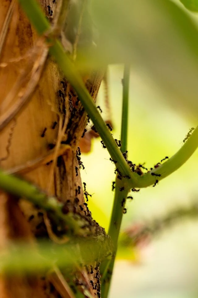 ants on a branch